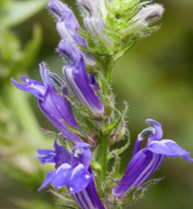 Lobelia &#39;Crystal Palace&#39; - 6pk