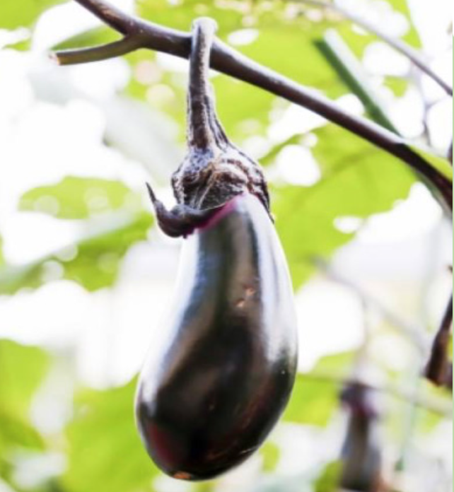 Eggplant &#39;Maru Nasu&#39; - 4&quot;
