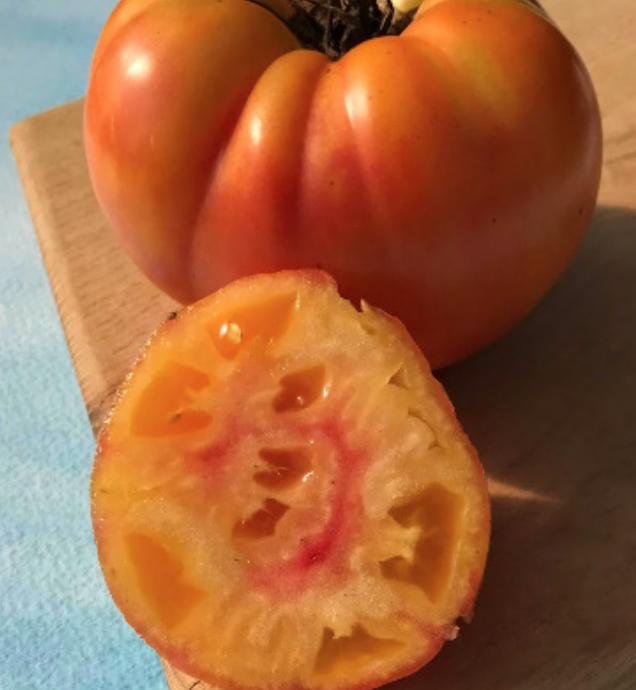 Tomato &#39;Pineapple&#39; - 4&quot; (AR)