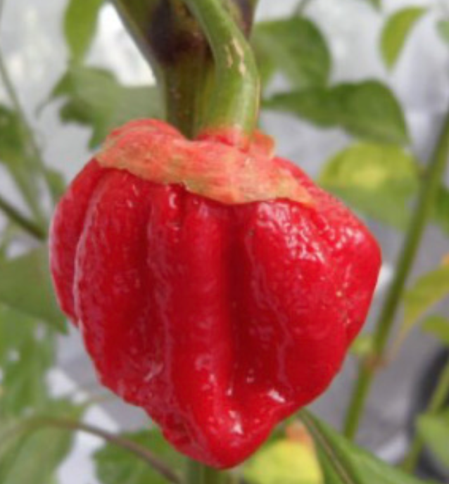 7 Pot Bubblegum Pepper - 4&quot;