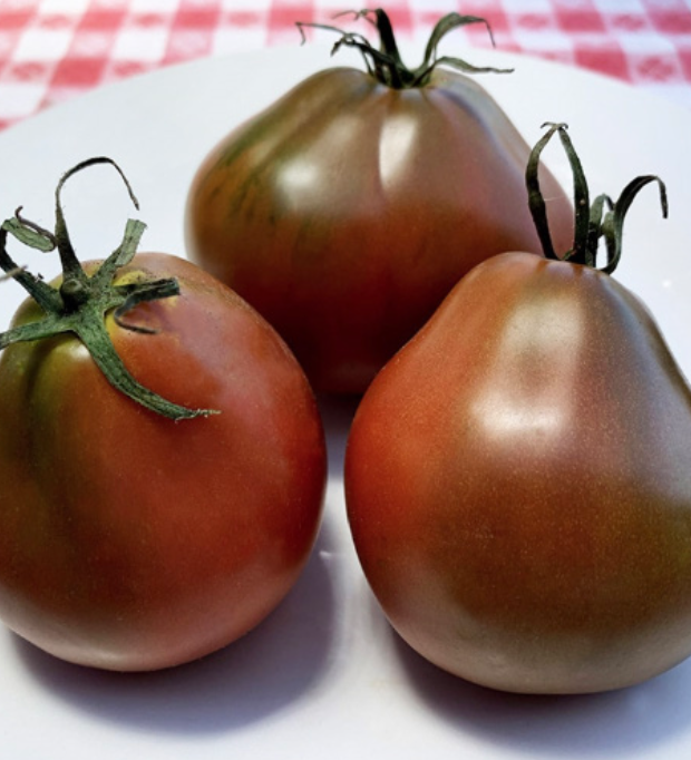 Tomato &#39;Japanese Black Trifele&#39; OG - 4&quot;