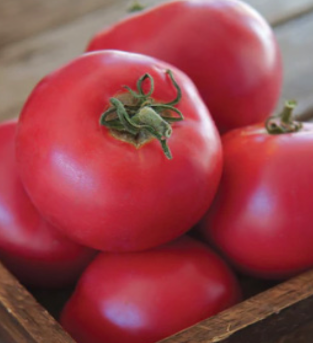 Tomato &#39;Momotaro&#39; OG - 4&quot;
