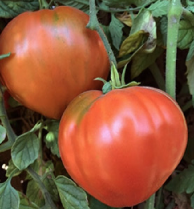 Anthony&#39;s Passionate Heart Tomato - 1 gal