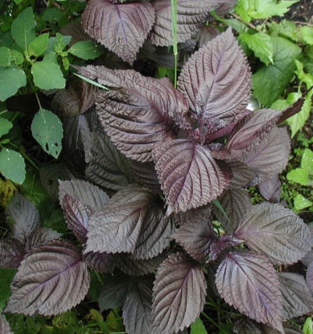 Shiso &#39;Red&#39; - 4&quot; (CG)