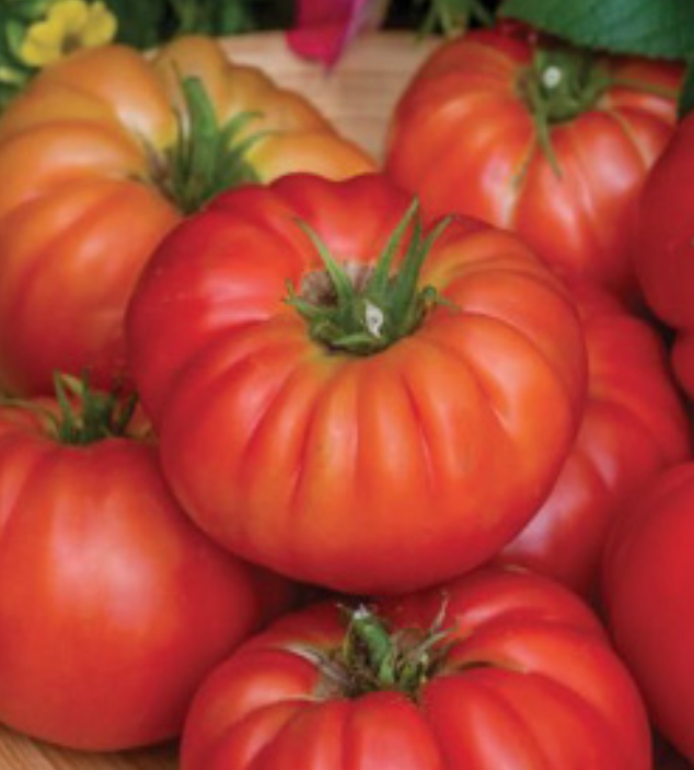 Madame Marmande Tomato - 4&quot; (CG)