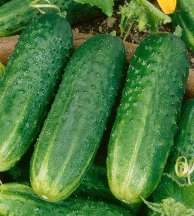 Cucumber &#39;Pickling&#39; - 4&quot; (CG)