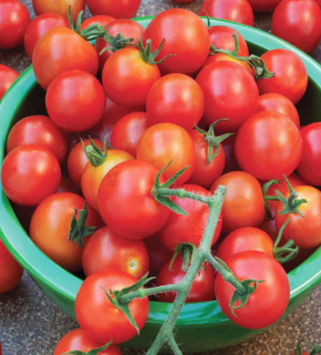 Tomato &#39;Sweet 100&#39; OG - 4&quot;