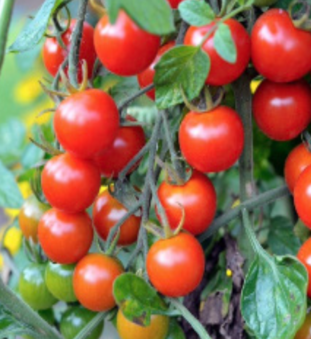 Extra Sweet Sun Cherry - 4&quot;