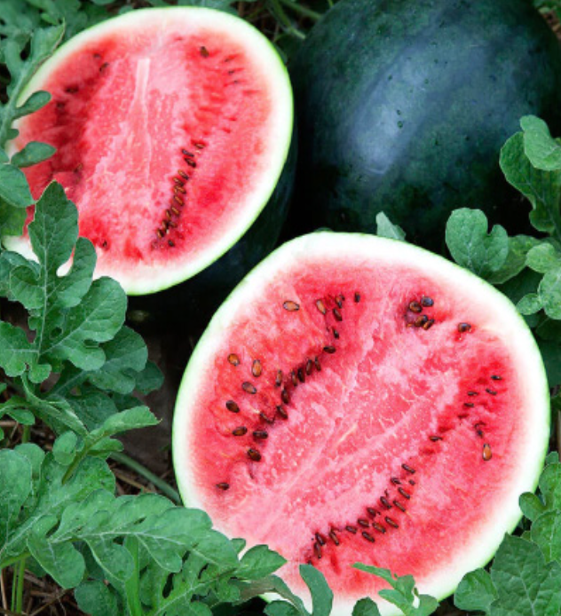 Watermelon &#39;Sugar Baby&#39; - 4&quot;