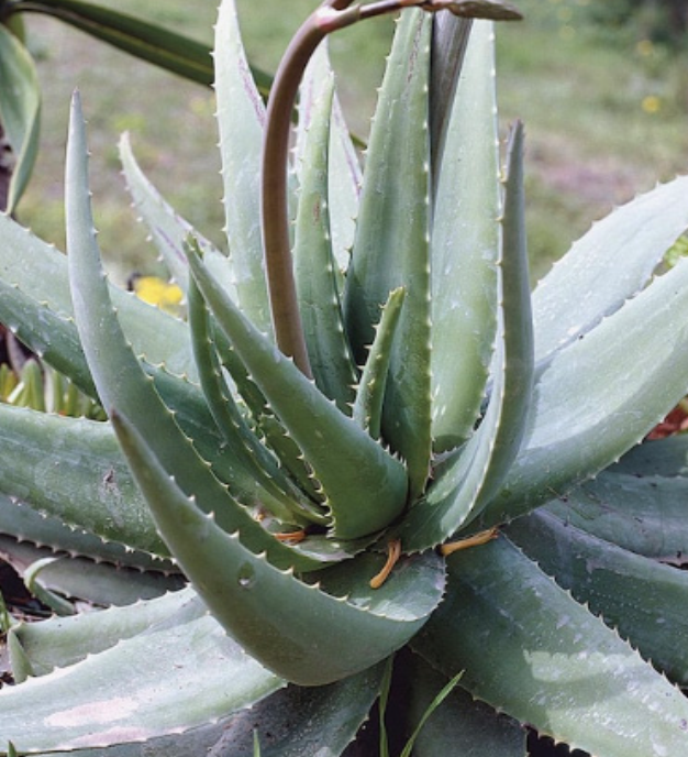 Blue Elf Aloe - 1 gal