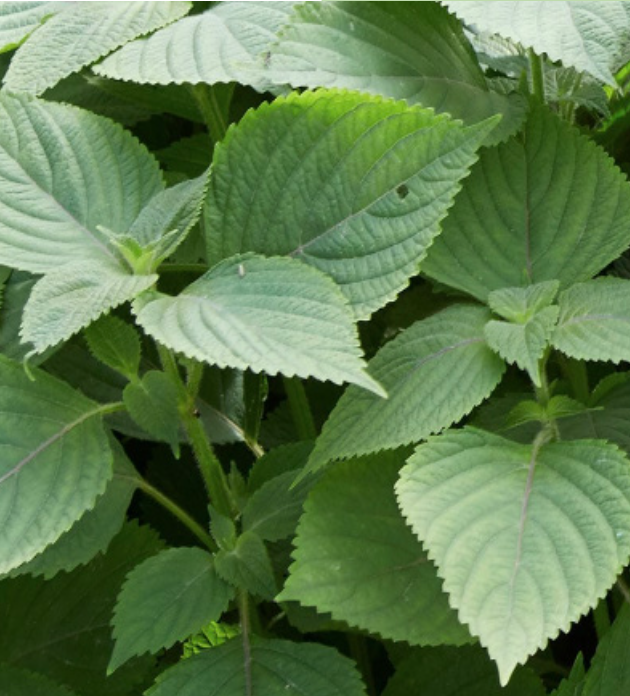 Shiso &#39;Green&#39; - 4&quot; (CG)