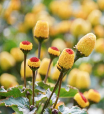 Toothache Plant - 4&quot;