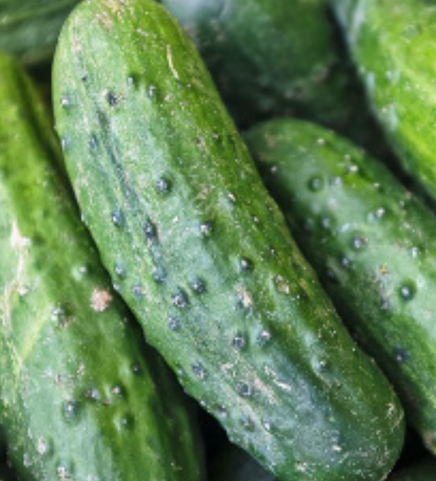 Cucumber &#39;Bushy&#39; OG - 4&quot;