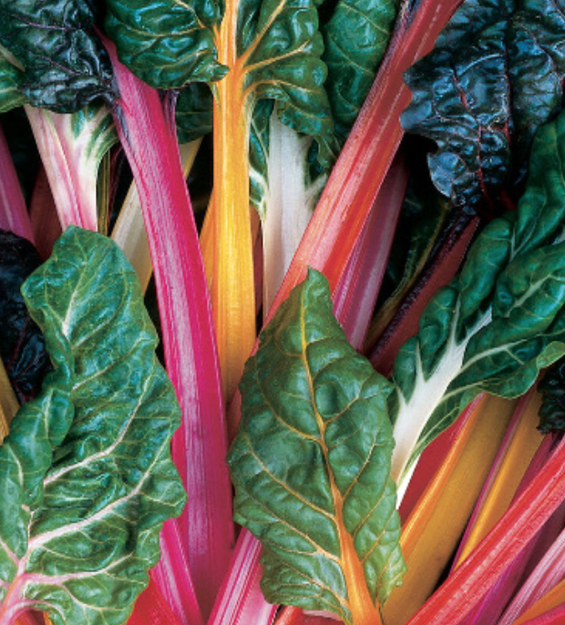 Swiss Chard - 5 Color/Bright Lights - ORG