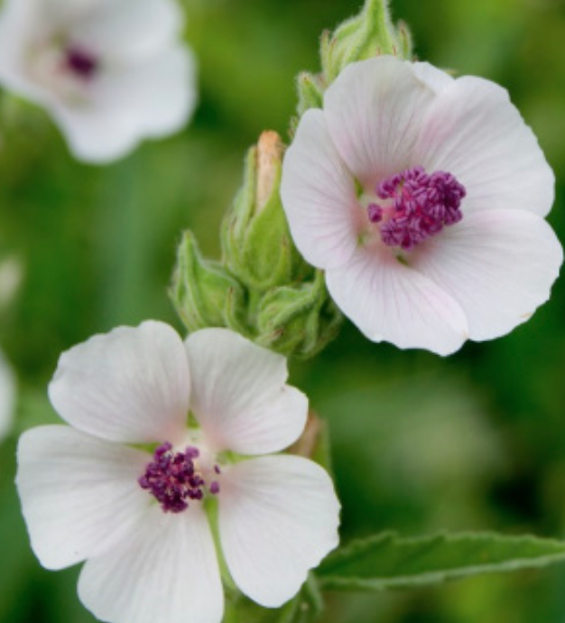 Heirloom Marshmallow Medicinal