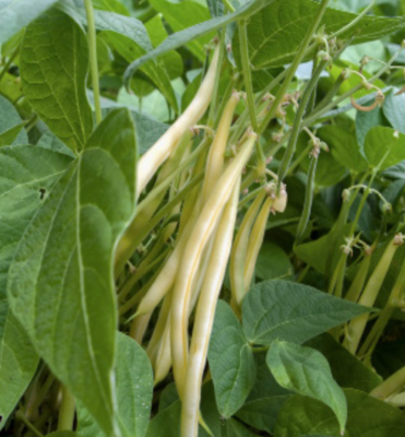 Bush Bean &#39;Green n Gold&#39; - 6pk