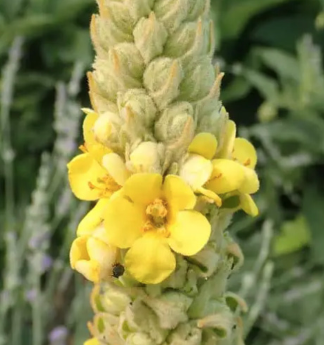 Herirloom Verbascum (Mullein) - 4&quot;