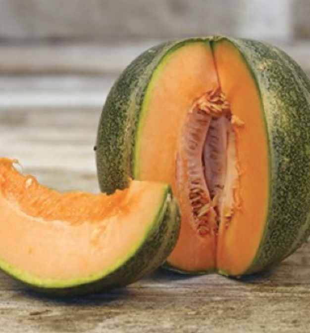 Cantaloupe &#39;Petit Gris de Rennes&#39; - 4&quot;