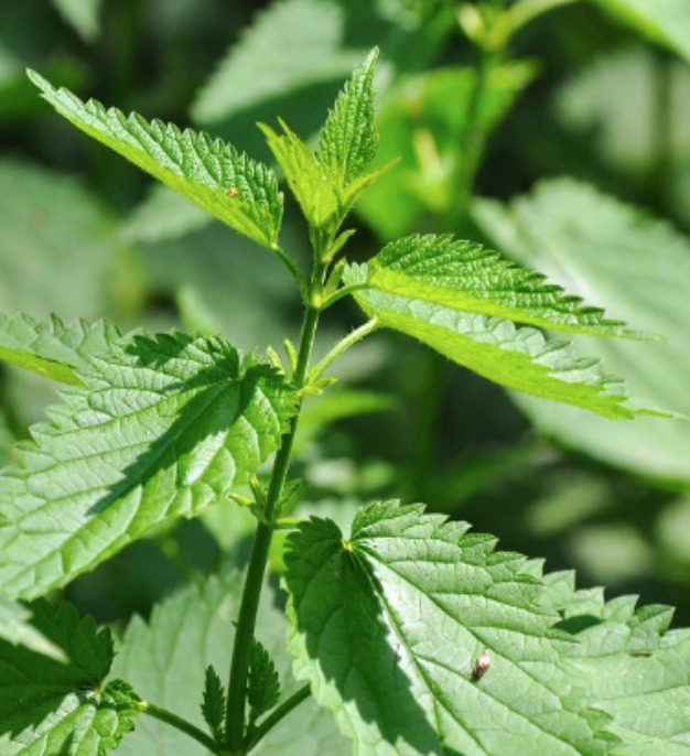 Heirloom Stinging Nettle