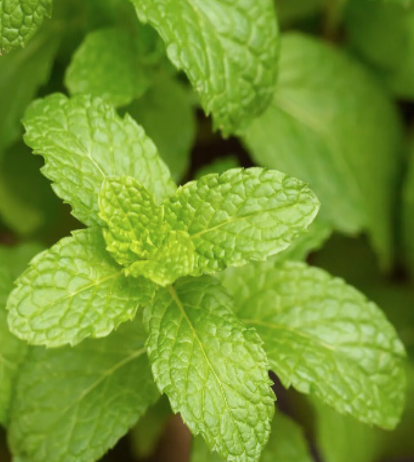 Mint &#39;Orange&#39; - 4&quot;