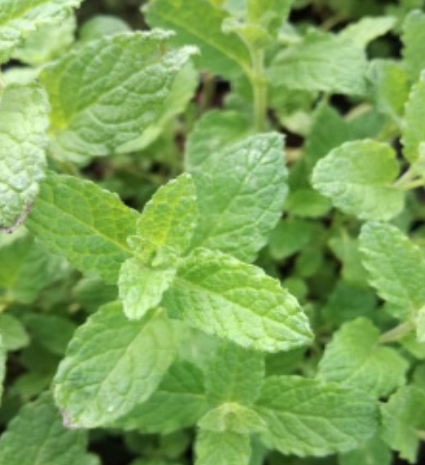 Strawberry Mint