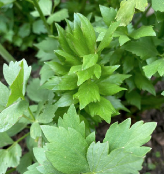 Lovage - 4&quot;