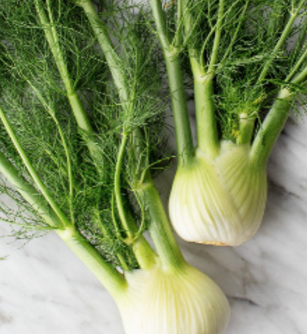 Fennel &quot;Florence&#39; OG - 4&quot;