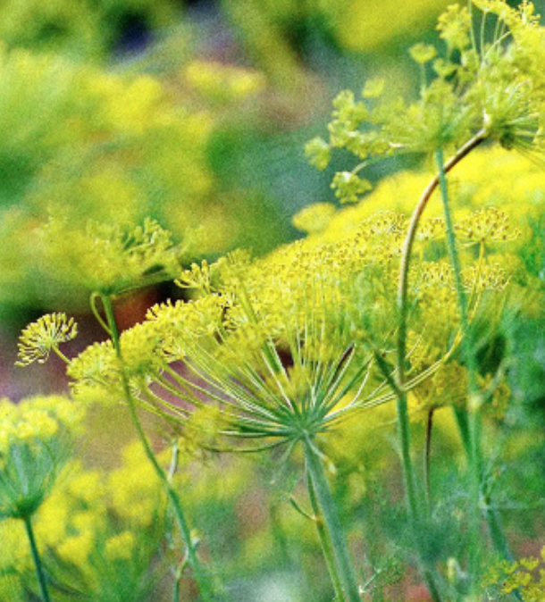 Dill &#39;Bouquet&#39; - 4&quot;