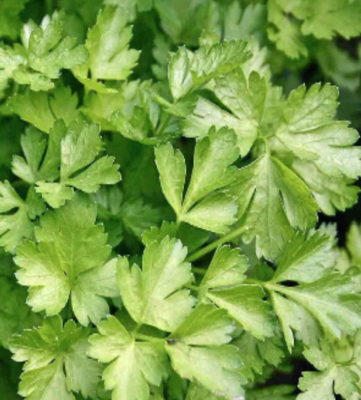 Parsley &#39;Italian&#39; OG - 4&quot;