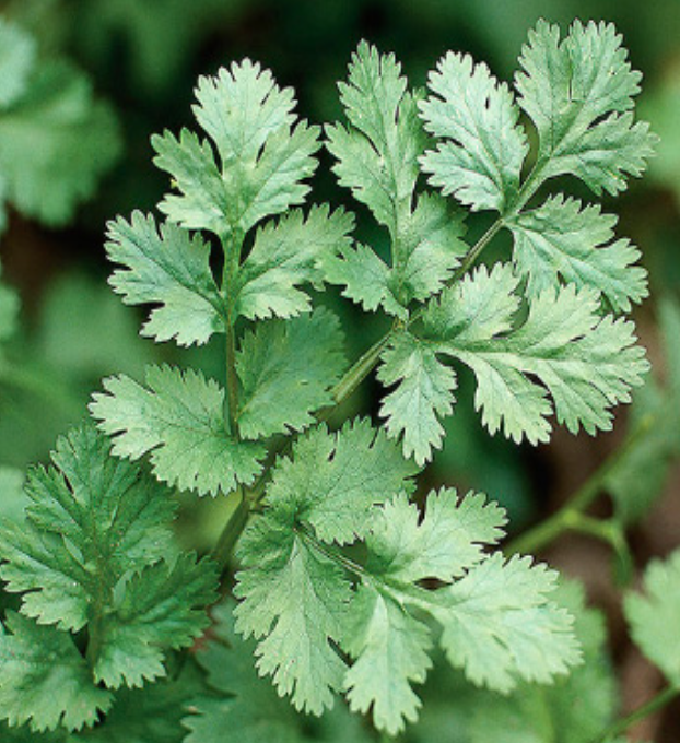Cilantro - 6pk