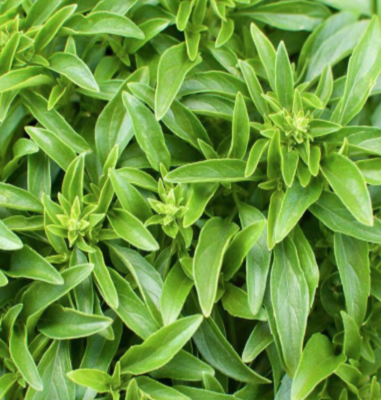 Basil &#39;Fino Verde&#39; - 4in