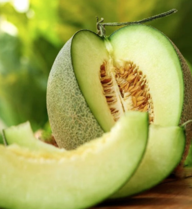 Melon &#39;Honeydew Green Flesh&#39; - 4&quot;