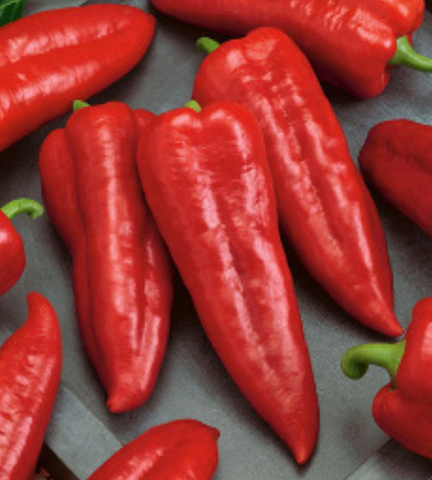 Sweet Italian Pepper &#39;Marconi Red&#39; -4&quot;