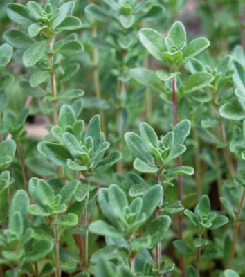 Thyme &#39;English&#39; OG - 4&quot;