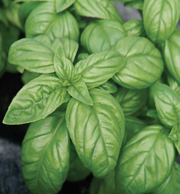 Basil &#39;Genovese&#39; OG - 4&quot;