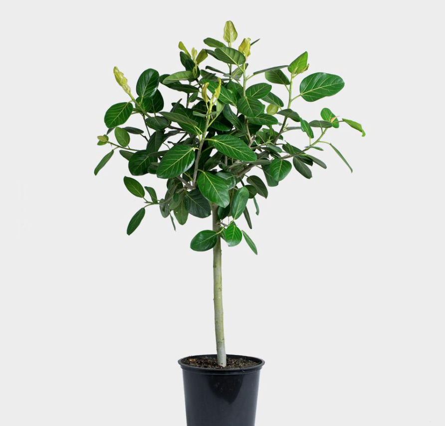 Ficus Audrey - 10&quot;