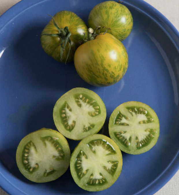 Tomato &#39;Green Zebra&#39; OG - 4&quot; (AR)