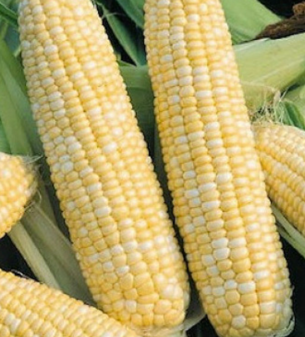 Double Standard Corn - 6pk