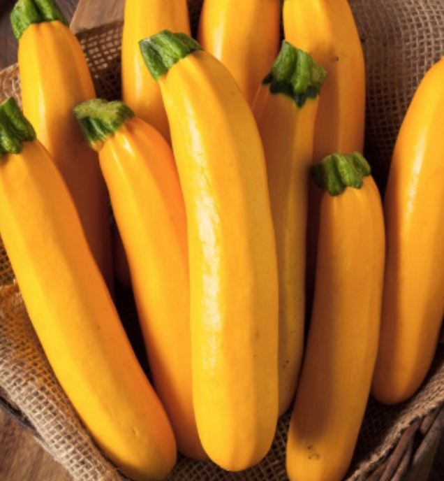 Zucchini &#39;Goldy&#39; OG - 4&quot;