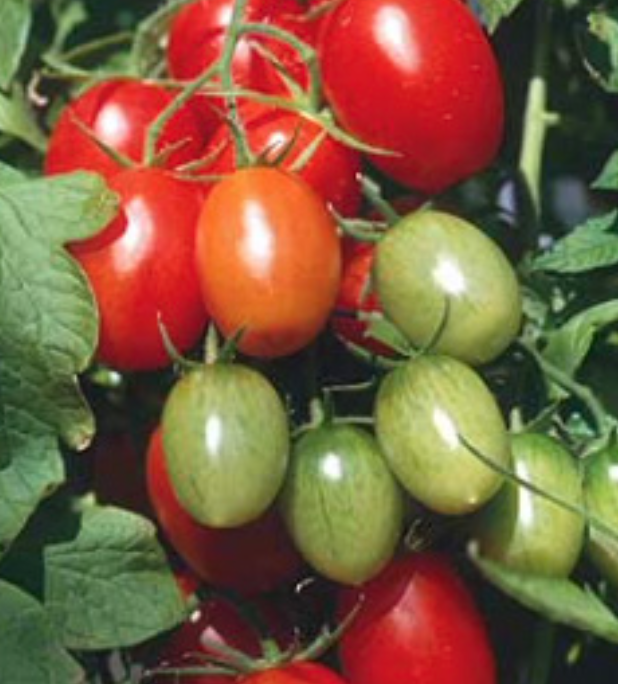Tomato &#39;Juliet Grape&#39; OG - 4&quot;