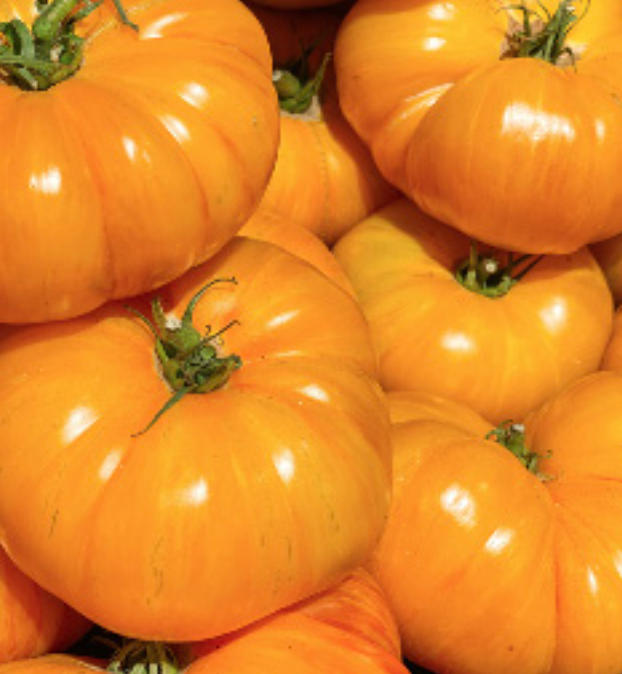 Tomato &#39;Kellogg&#39;s Breakfast&#39; - 4&quot; (AR)