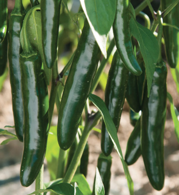 Serrano &#39;Impala&#39; Pepper - 4&quot;