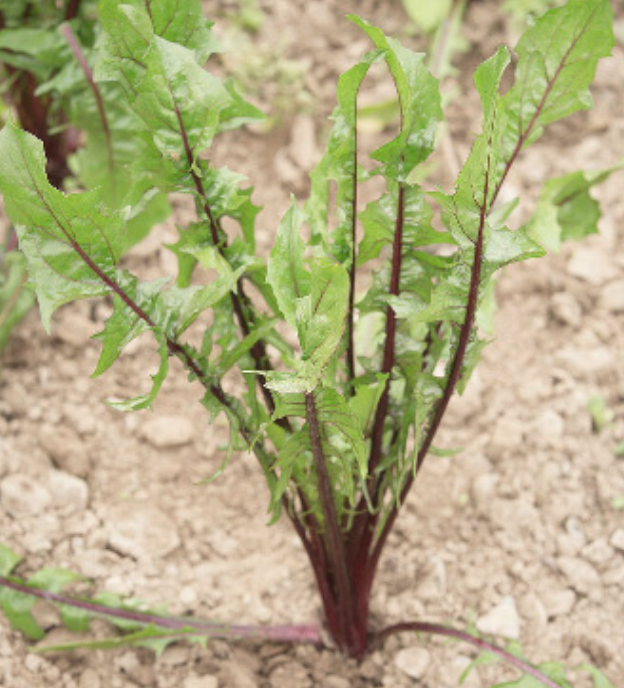 Italian Italko Dandelion - 4&quot;