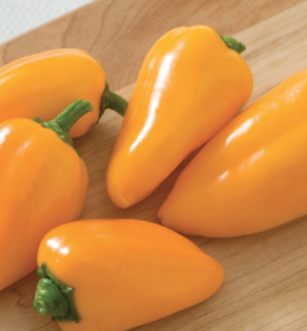 Mini Bell Pepper &#39;Lunch Box Yellow&#39; - 4&quot;