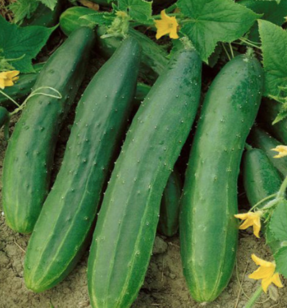Cucumber &#39;Straight 8&#39; - 4&quot;