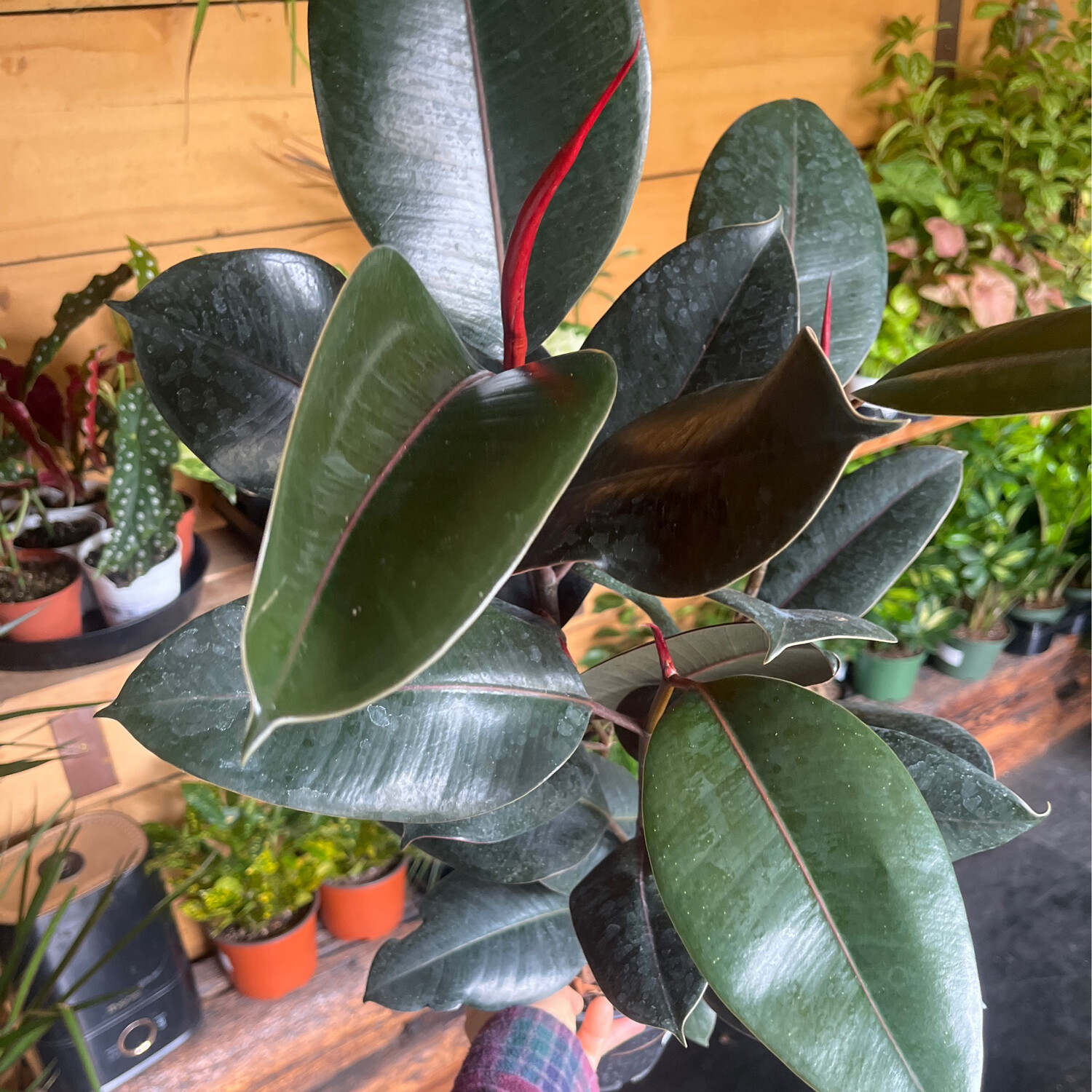 Ficus elastica &#39;Burgundy&#39; - 6&quot; (Rubber Plant)