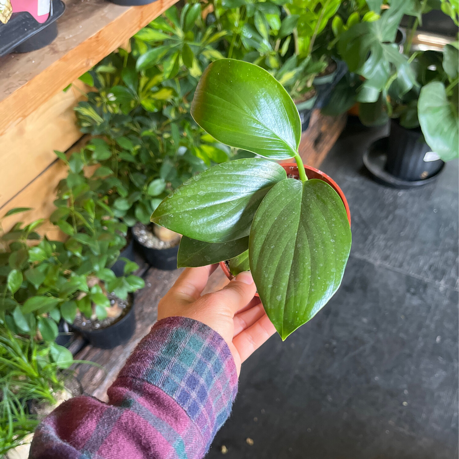 Epipremnum pinnatum (Dragons Tail) - 4&quot;