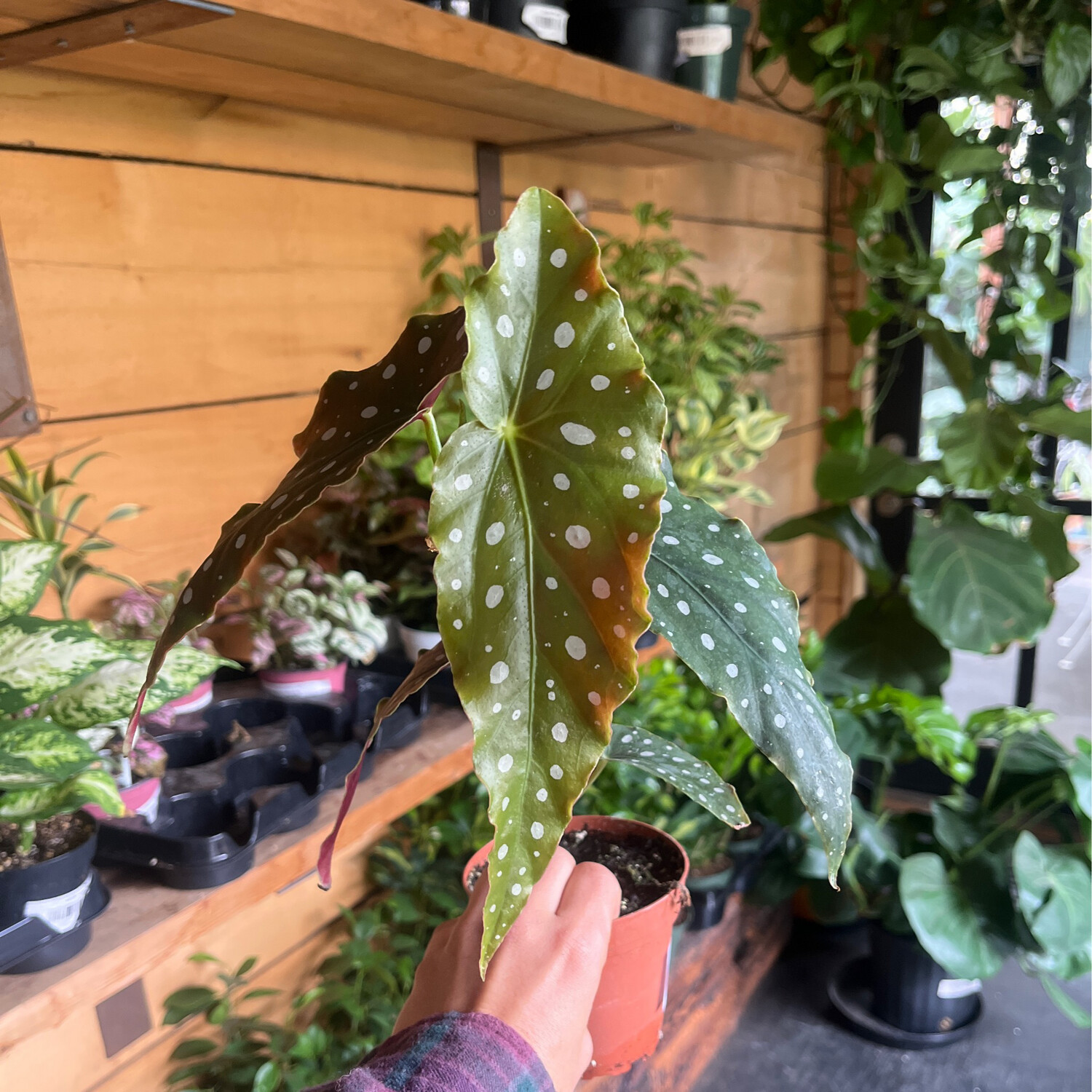 Begonia maculata - 4&quot;