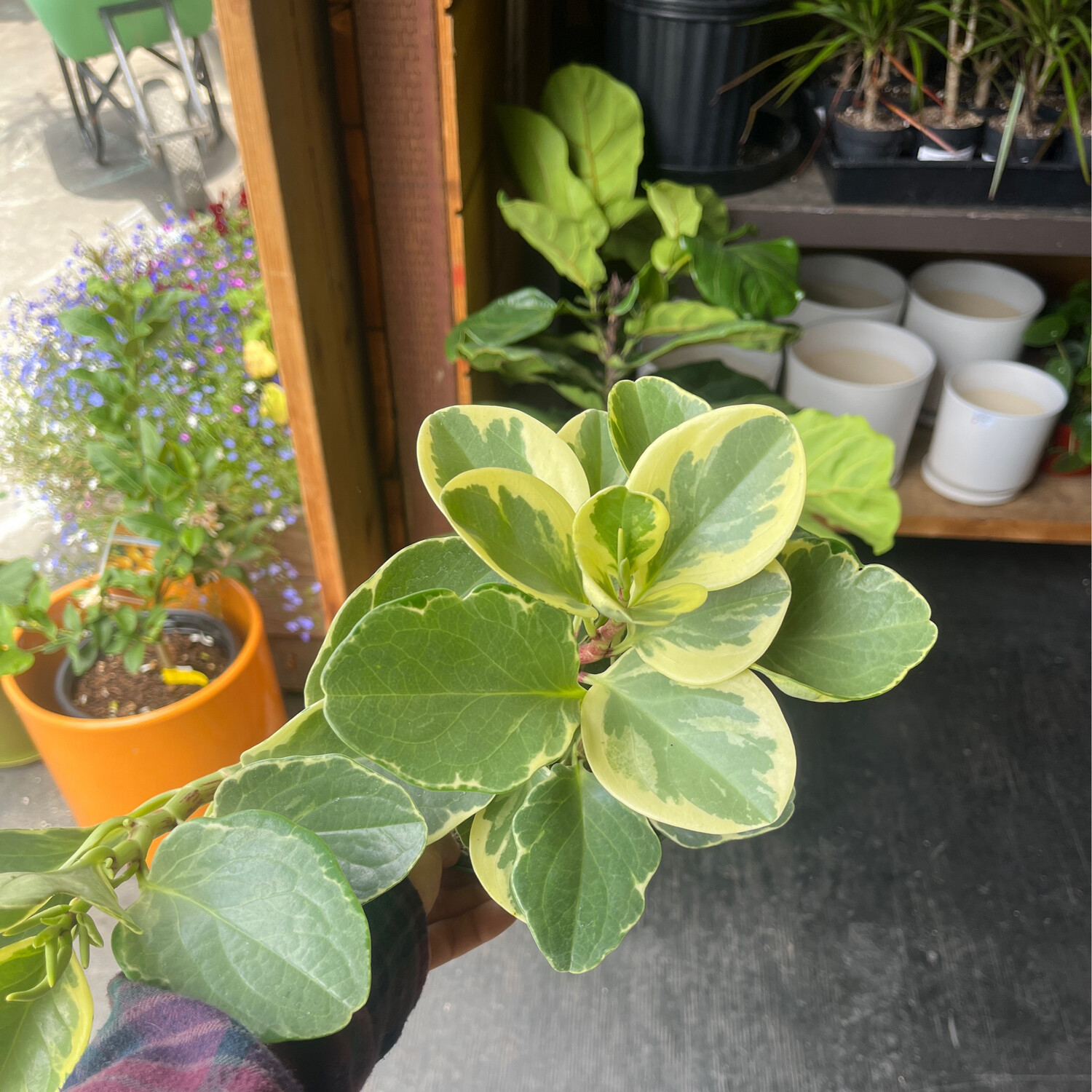 Peperomia Obtusifolia Variegata - 6&quot;