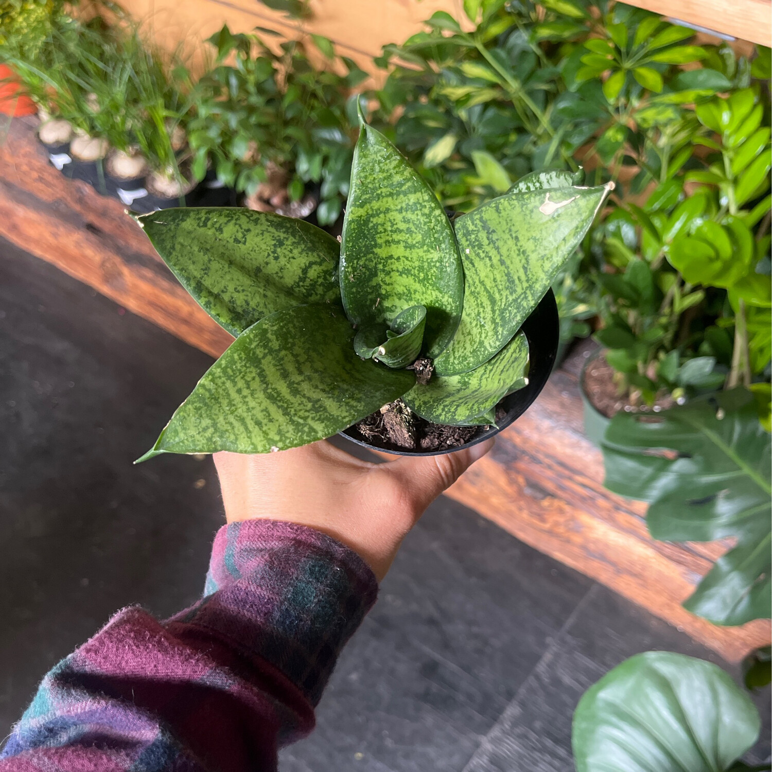 Sanseveiria Rosette - 4&quot;